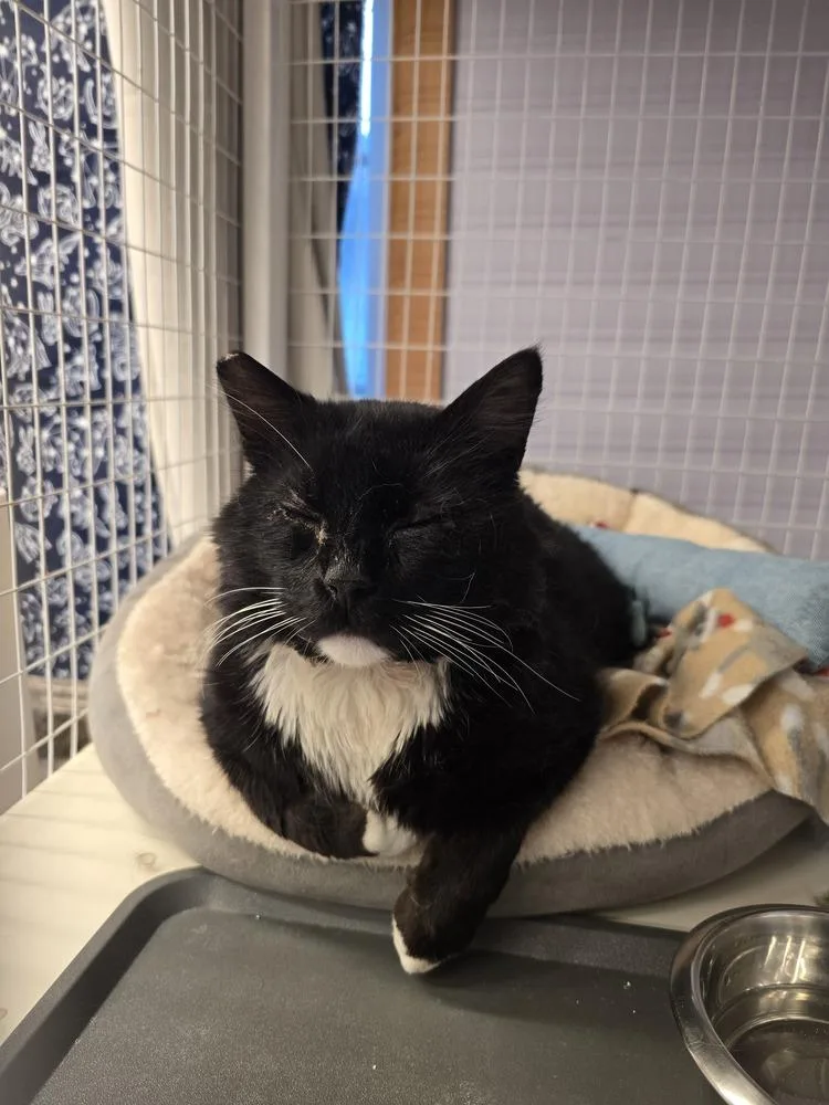 An adult large-sized male Black & White / Tuxedo Domestic Medium Hair cat named Meowzart for adoption in Vancouver, WA