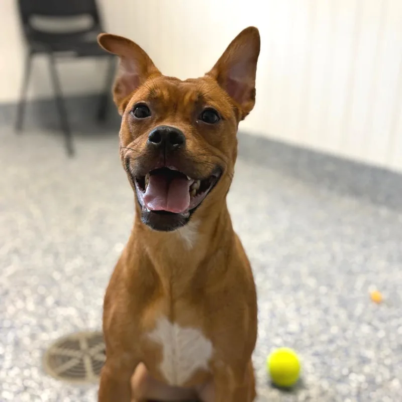 A young medium-sized female Red / Chestnut / Orange Mixed Breed dog named Aura for adoption in Greenville, SC