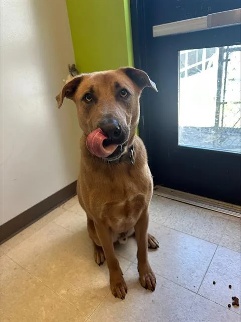 A young large-sized male German Shepherd Dog dog named Milo for adoption in Kent, WA