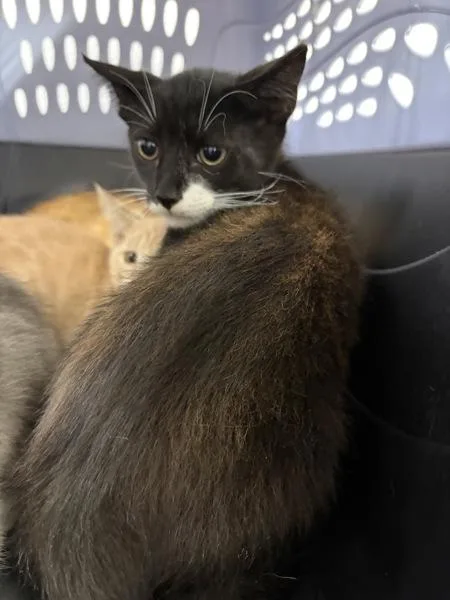A baby small-sized male Domestic Short Hair cat named Ansel for adoption in Morristown, TN