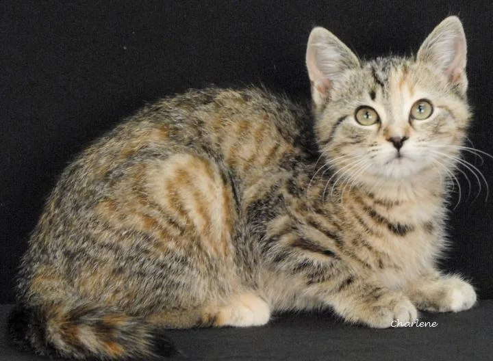 A baby medium-sized female Torbie cat named Cornbread for adoption in Newland, NC