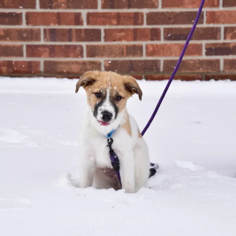 Bombur D thumbnail 2