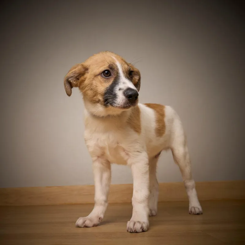 Bombur D thumbnail 3