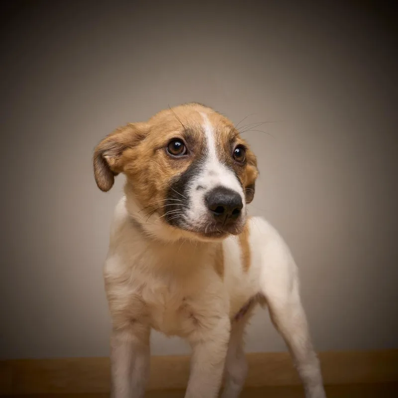 Bombur D thumbnail 5