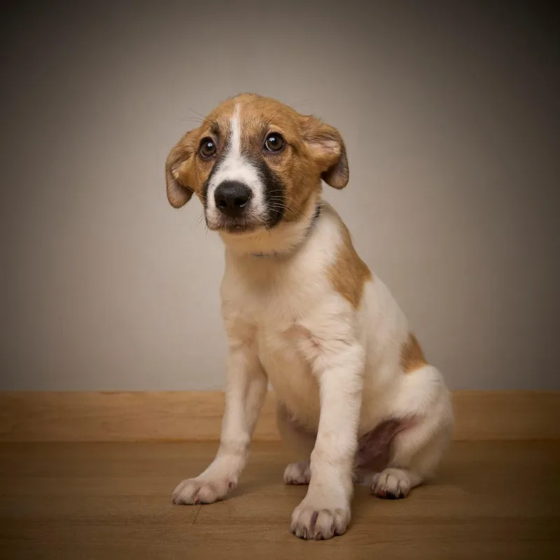 Bombur D thumbnail 6