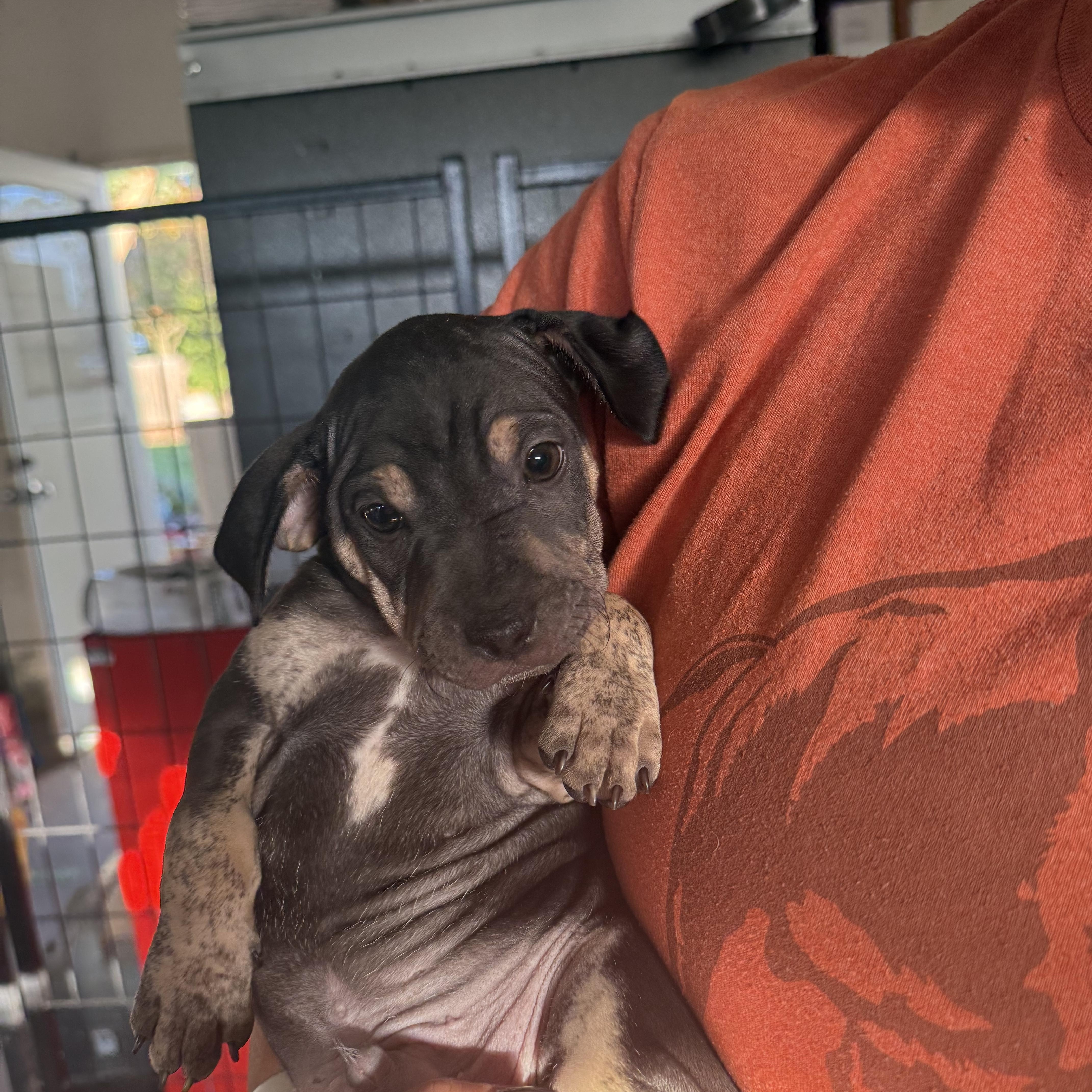 A baby medium-sized male Black Pit Bull Terrier dog named Jiles Perry for adoption in Brentwood, CA