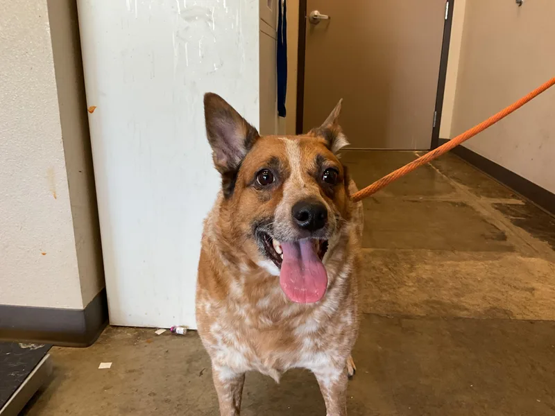 An adult medium-sized female Australian Cattle Dog / Blue Heeler dog named Missy for adoption in Ontario, CA