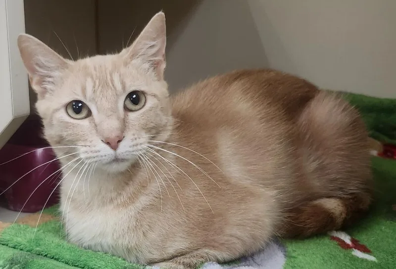 An adult small-sized female Domestic Short Hair cat named Creamsicle for adoption in Little Rock, AR