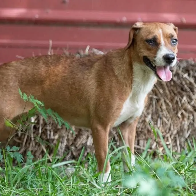An adult small-sized female Yellow / Tan / Blond / Fawn Terrier dog named Hope for adoption in Minneapolis, MN