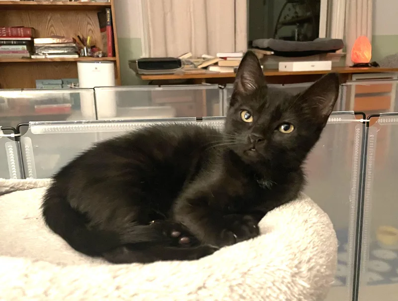 A baby small-sized female Black Domestic Short Hair cat named Angel for adoption in Burbank, CA