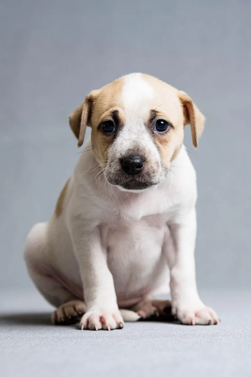 A baby large-sized female Mixed Breed dog named Tessa for adoption in Oregon, OH