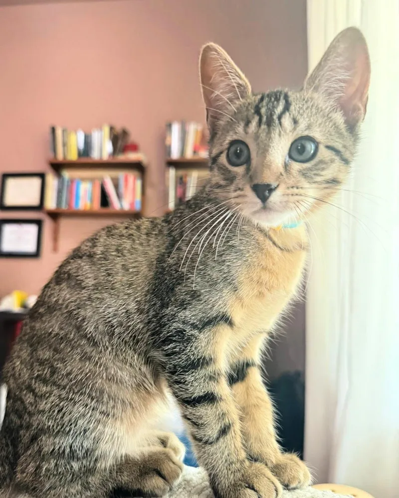 A young medium-sized male Tabby (Brown / Chocolate) Domestic Short Hair cat named Yoshi for adoption in Frisco, TX