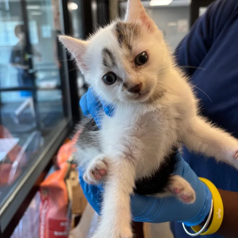 A baby small-sized male Domestic Short Hair cat named Earth for adoption in Allentown, PA