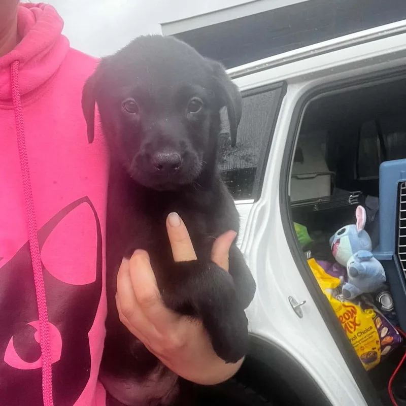 A baby medium-sized female Black Border Collie dog named Ruby for adoption in Pasadena , MD