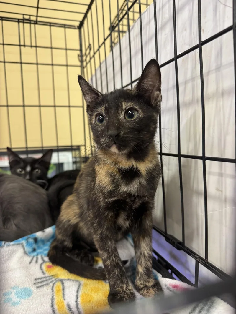 A baby medium-sized female Domestic Short Hair cat named Confetti for adoption in Oviedo, FL