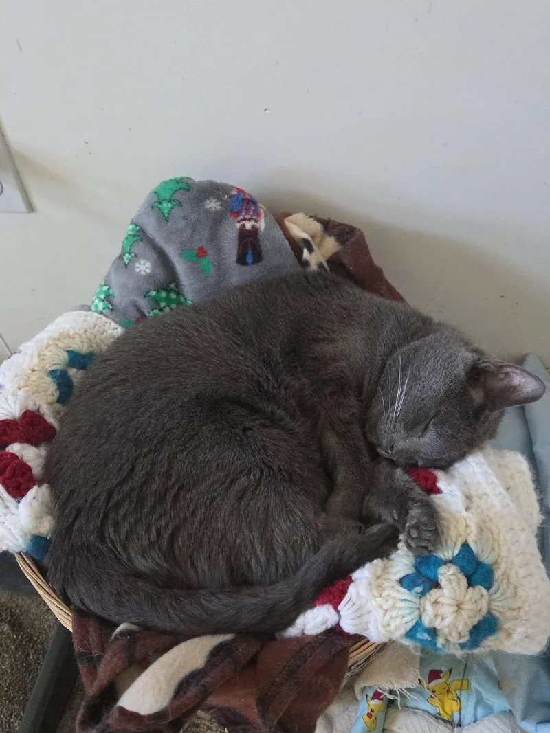 A senior medium-sized female Gray / Blue / Silver Domestic Short Hair cat named Itty Bitty for adoption in Rochester, NY