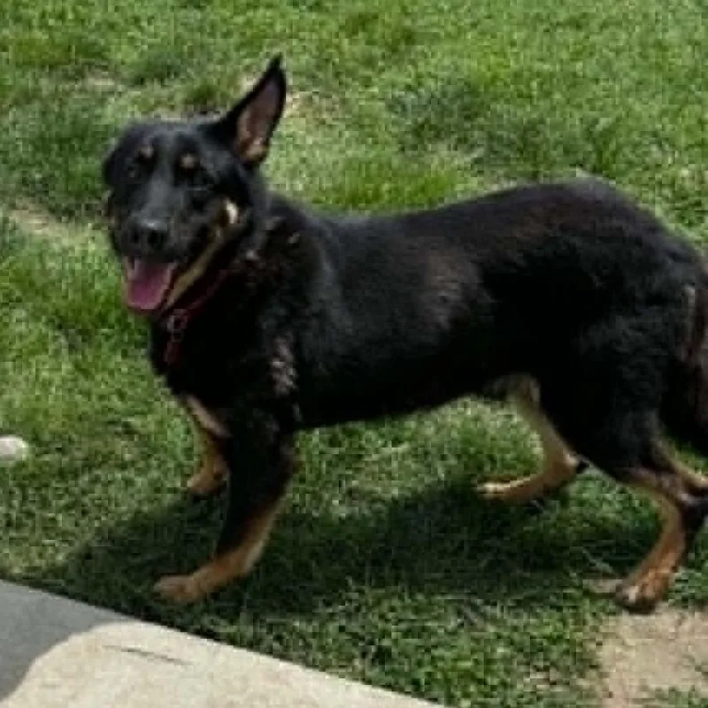 A young large-sized male Black German Shepherd Dog dog named Koa for adoption in Wichita, KS