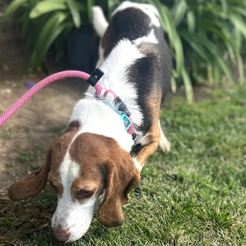 An adult small-sized male Brown / Chocolate Beagle dog named Henri Matisse  Costa for adoption in Chino Hills, CA