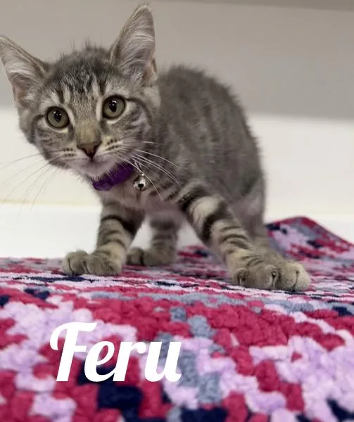 A young medium-sized female Tabby (Gray / Blue / Silver) Domestic Medium Hair cat named Feru for adoption in Manistee, MI