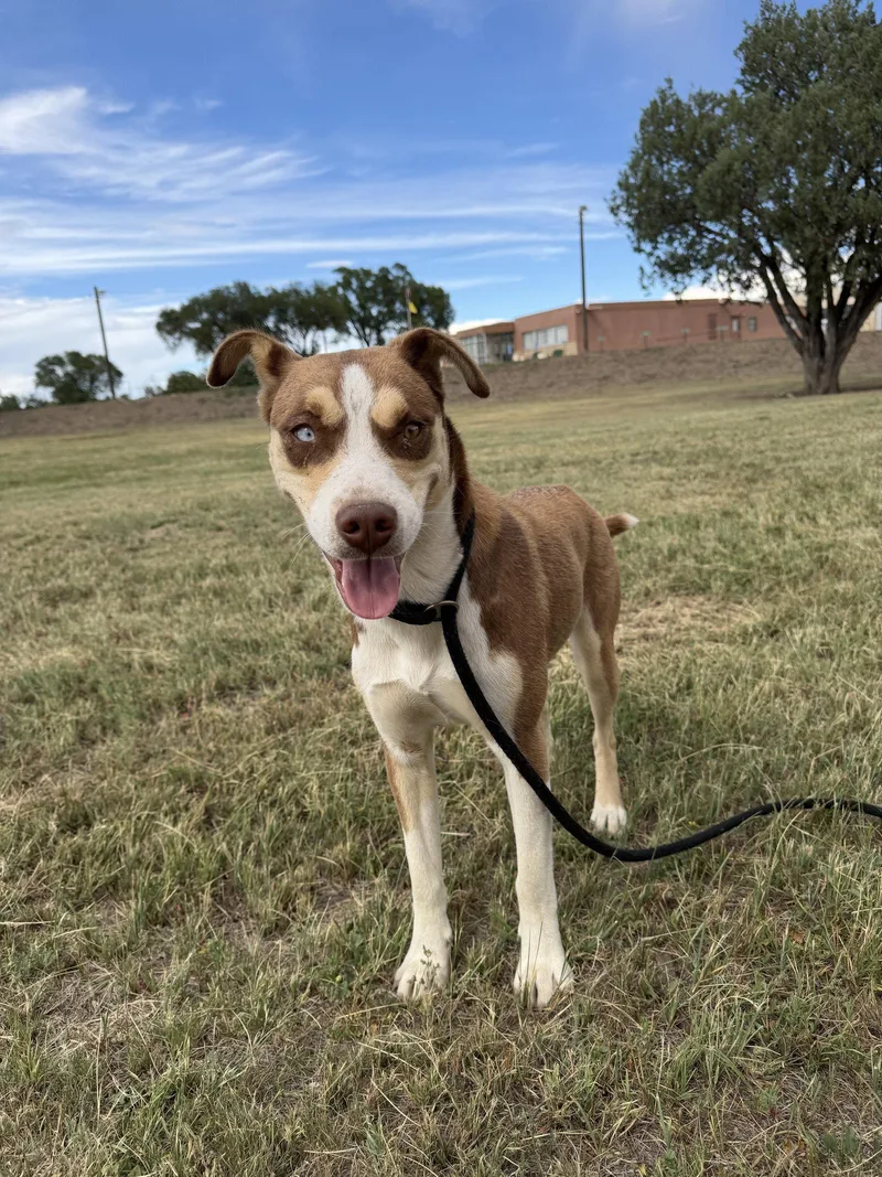 A young medium-sized female Husky dog named Bowey for adoption in Las Vegas, NM