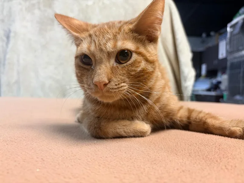 A baby medium-sized male Domestic Short Hair cat named Sam for adoption in Huntington, IN
