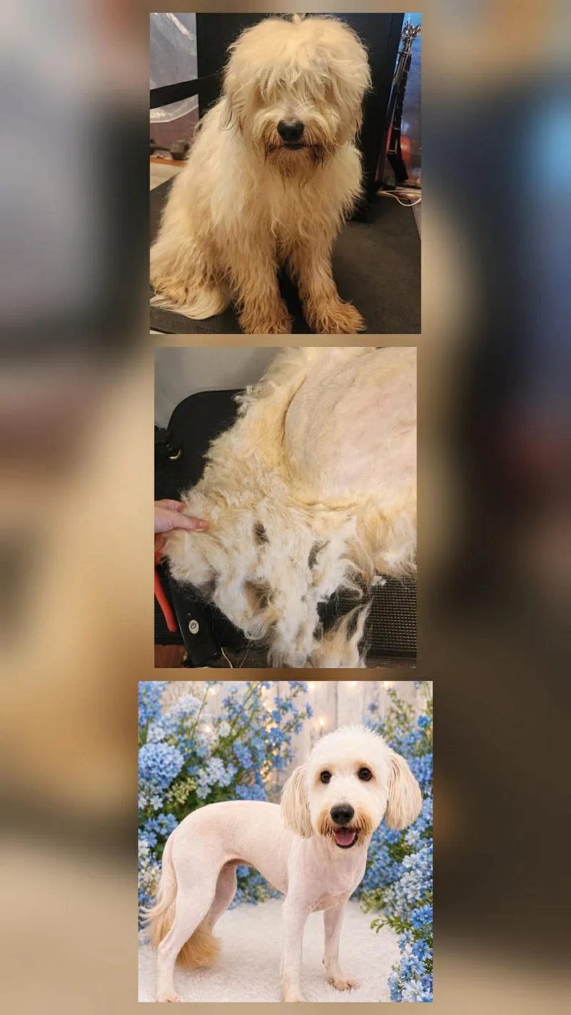 Scoobie thumbnail 5