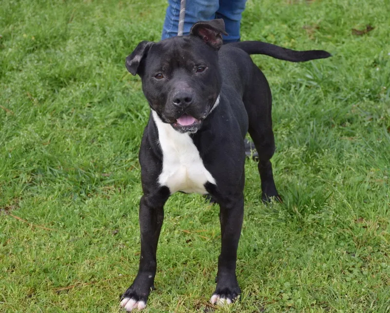 Maverick thumbnail 3