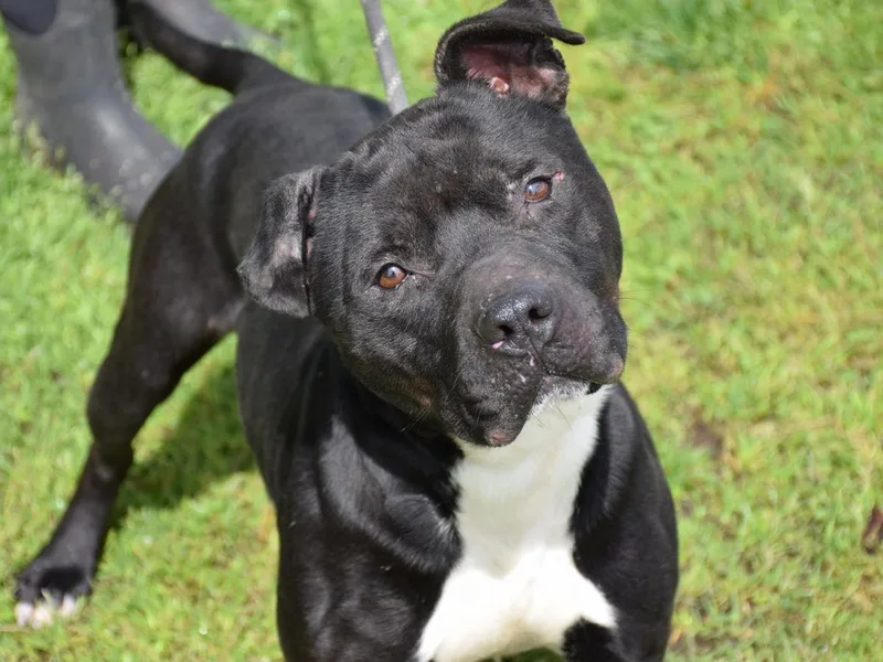 Maverick thumbnail 4