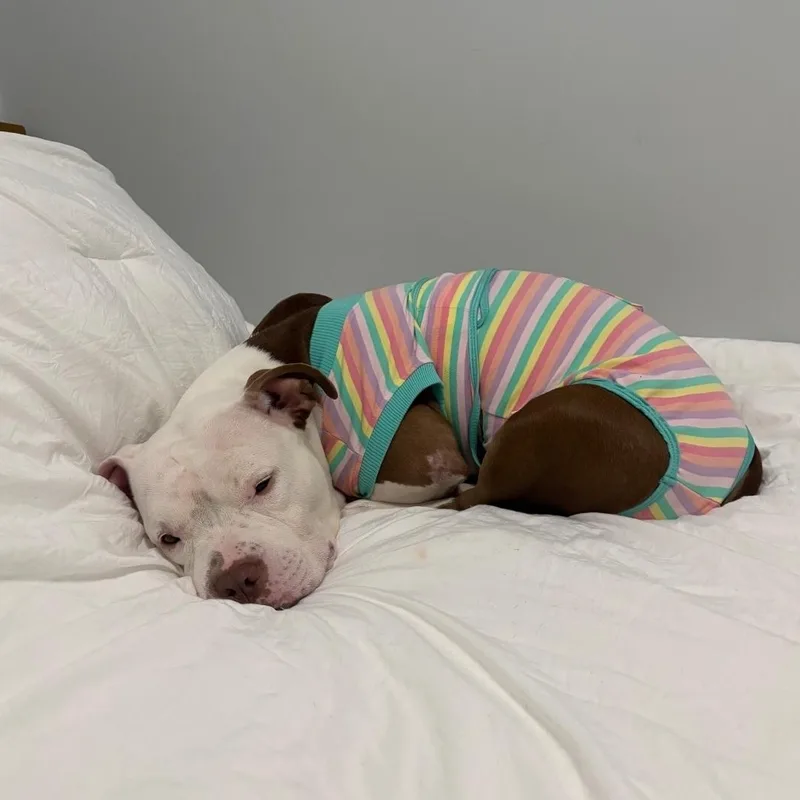 A young medium-sized female White / Cream Pit Bull Terrier dog named Quinly for adoption in Chicago, IL