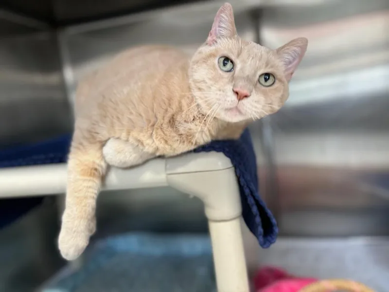 A senior medium-sized male Domestic Short Hair cat named Simba for adoption in Sebastian, FL