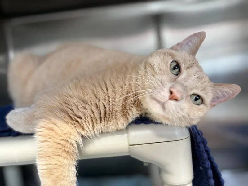 Simba thumbnail 2