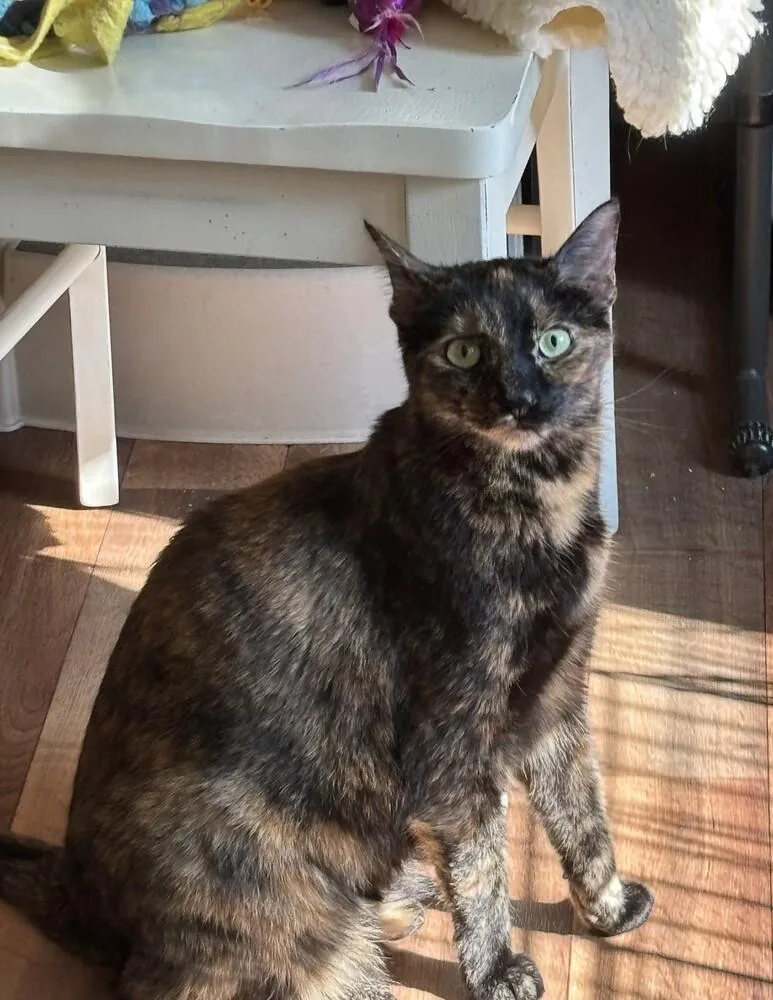 Monicaluna thumbnail 5