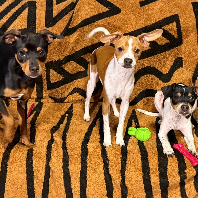 Fettuccine thumbnail 2