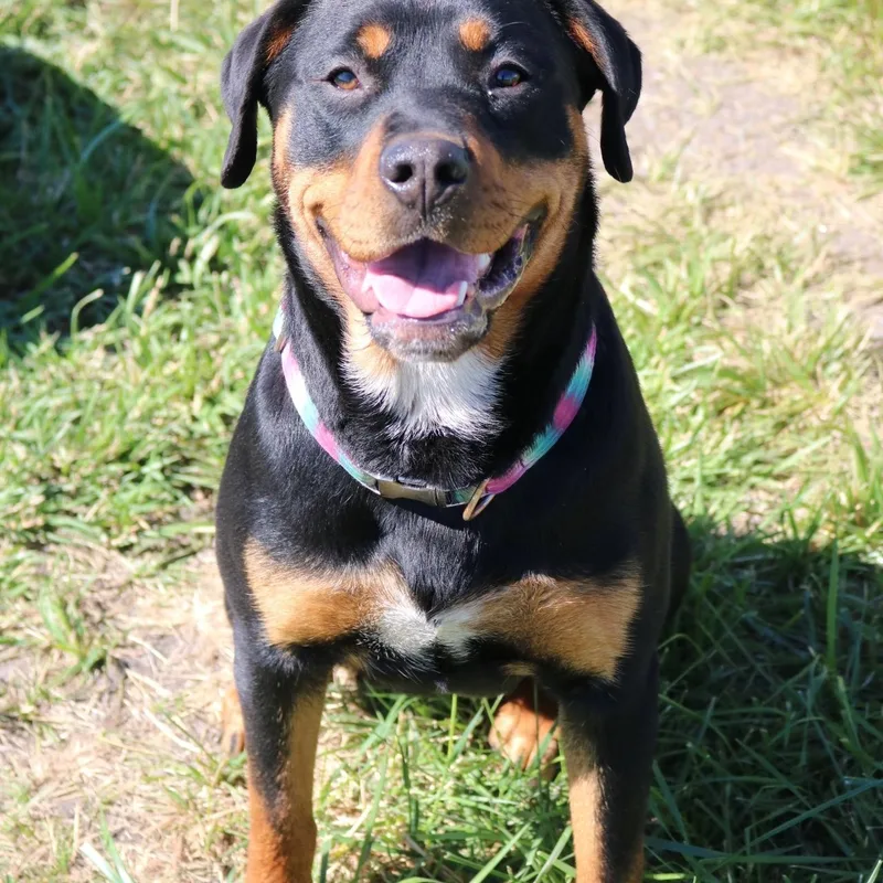 Doja
