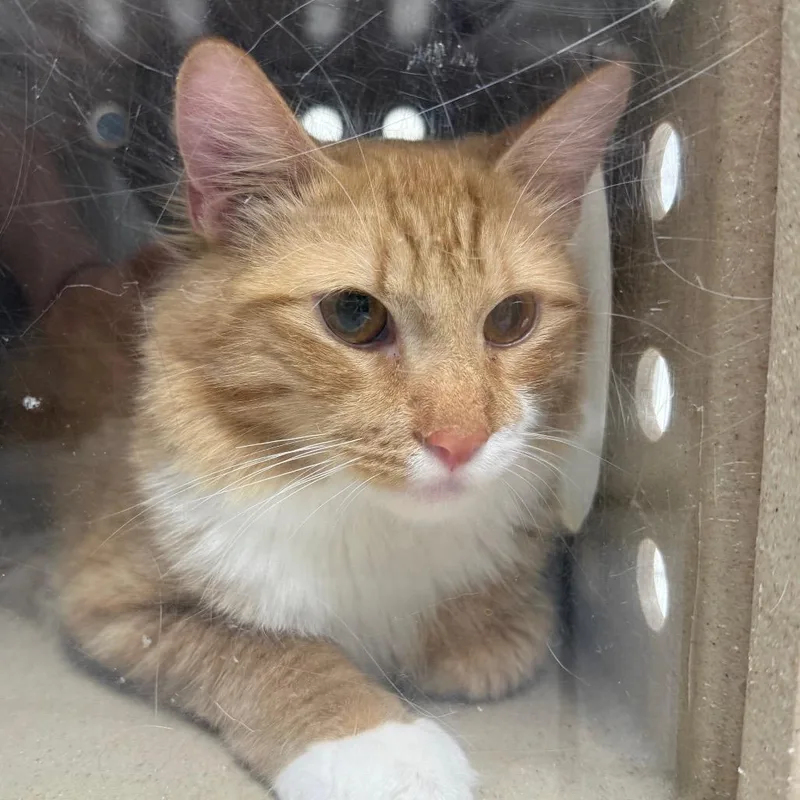 An adult medium-sized male Domestic Medium Hair cat named Bowser for adoption in Newark, NJ