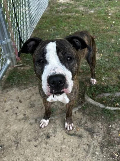 An adult medium-sized female Brindle Pit Bull Terrier dog named Molly for adoption in Reisterstown, MD
