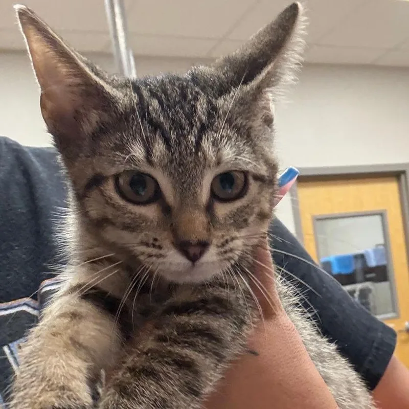 A baby small-sized female Brown / Chocolate Domestic Short Hair cat named June U for adoption in Tupelo, MS