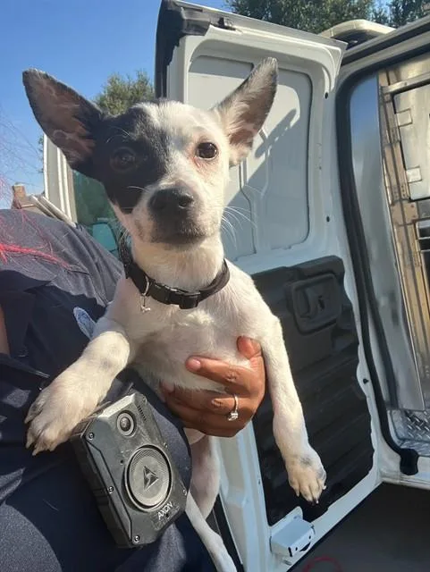 A young small-sized female Mixed Breed dog named Virginia for adoption in Dallas, TX