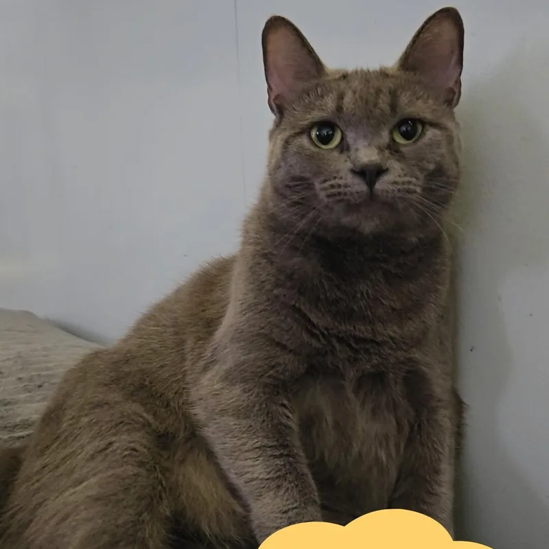 Smokey Young thumbnail 3