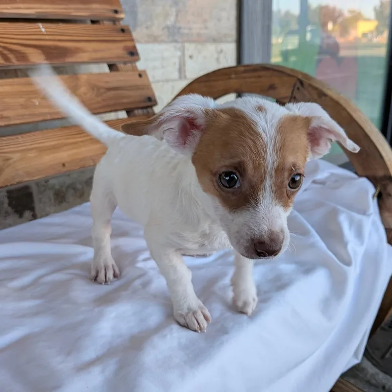 A baby small-sized female White / Cream Dachshund dog named Juno for adoption in Chico, CA