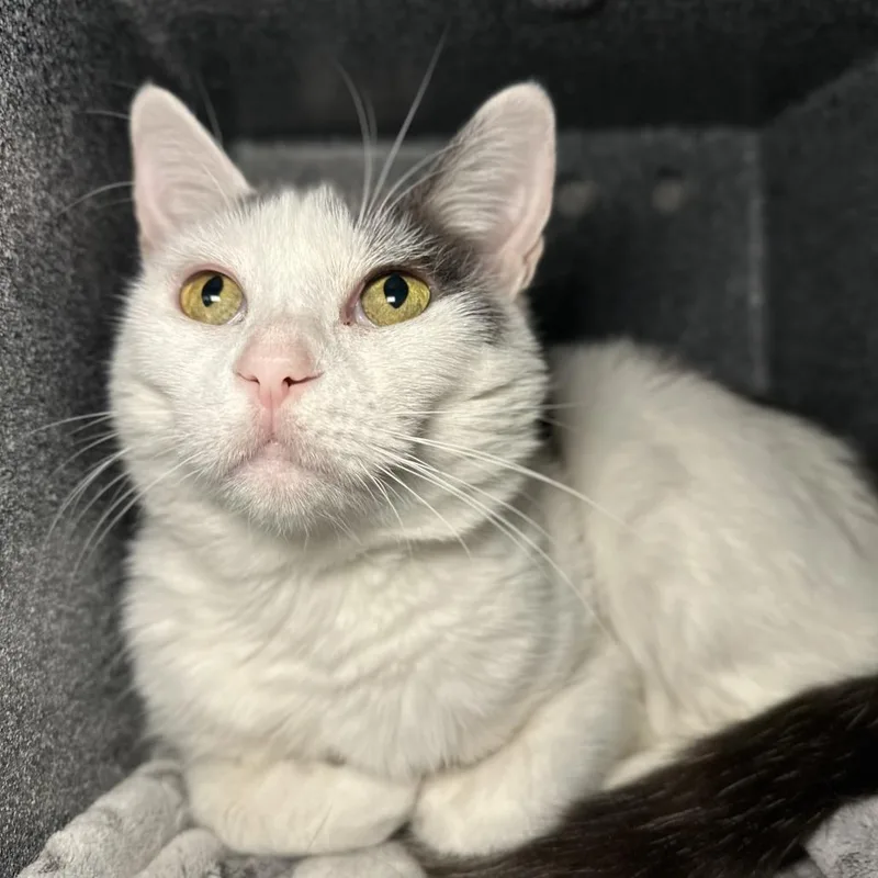 An adult medium-sized female Domestic Short Hair cat named Tia Ana for adoption in Los Angeles, CA