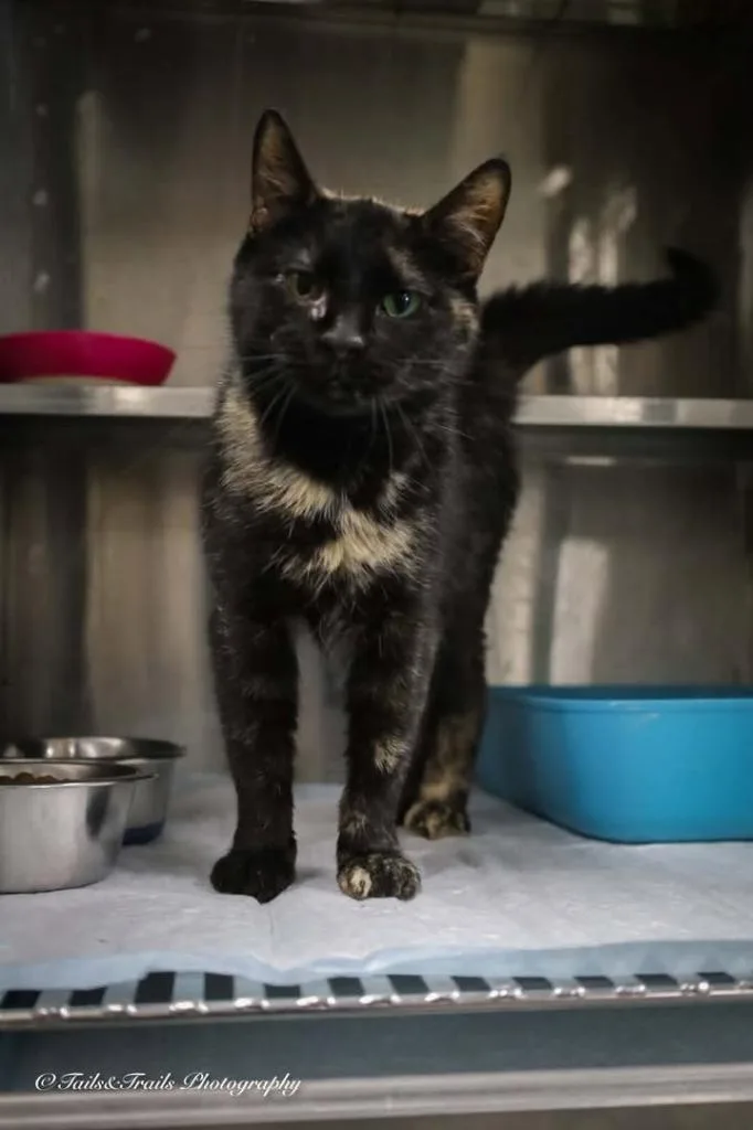 An adult large-sized female Domestic Short Hair cat named Batman for adoption in Greensburg, IN