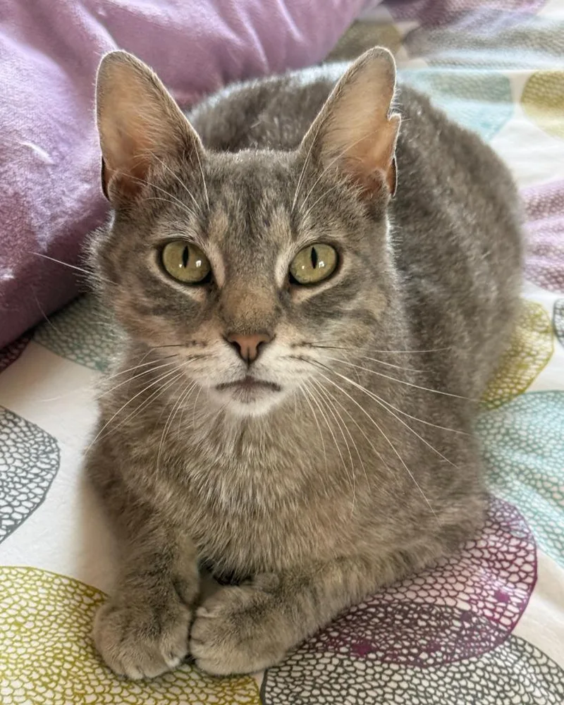 A young medium-sized female Domestic Short Hair cat named Mabel for adoption in Minneapolis, MN