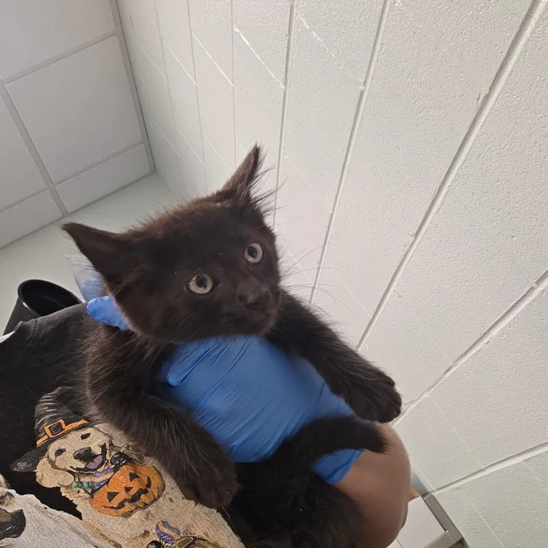 A baby small-sized male Black Domestic Medium Hair cat named Otis for adoption in Chattanooga, TN