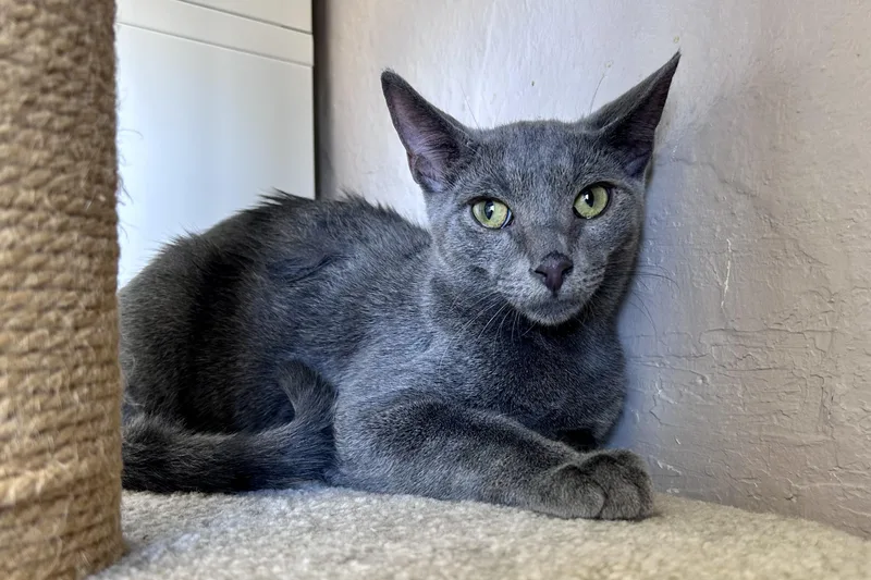 A baby small-sized male Domestic Short Hair cat named Ronan for adoption in Fountain Hills, AZ