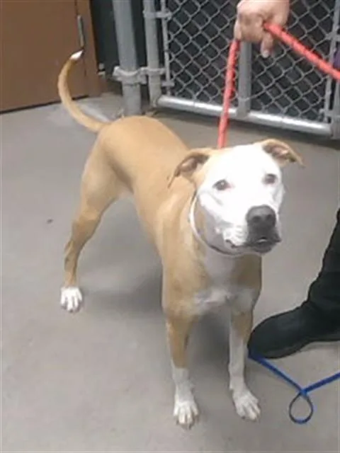 A young large-sized female Australian Cattle Dog / Blue Heeler dog named Missy for adoption in Phoenix, AZ