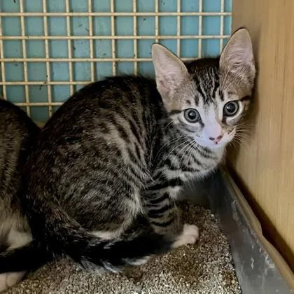 A baby small-sized male Domestic Short Hair cat named Koa for adoption in Honolulu, HI