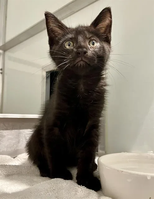 A baby small-sized male Domestic Medium Hair cat named Linus for adoption in San Francisco, CA