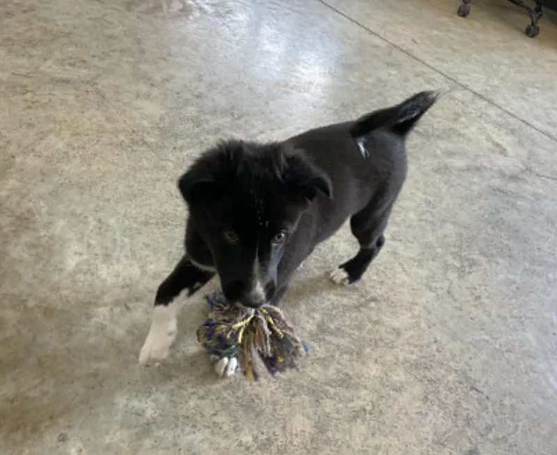A baby medium-sized female Border Collie dog named Chili for adoption in Seymour, IN
