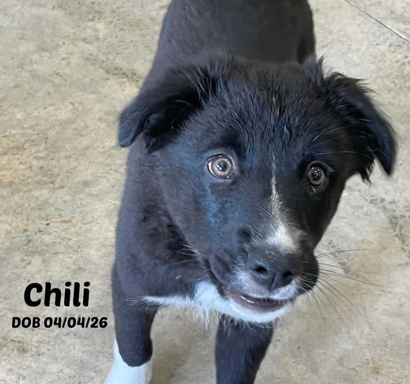 Chili thumbnail 2